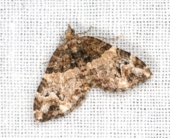 Chrysolarentia phaedra