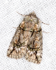 Calathusa glaucopasta