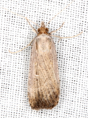 Tathorhynchus fallax