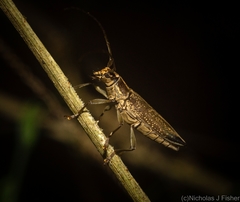 Temnosternus planiusculus