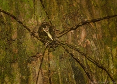 Neopantopsalis pentheter