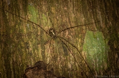 Neopantopsalis pentheter