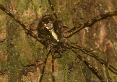 Neopantopsalis pentheter