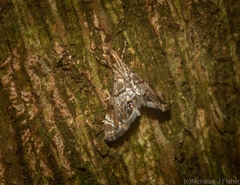 Hylebatis scintillifera