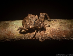 Paleticus cordipennis