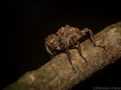 Paleticus cordipennis