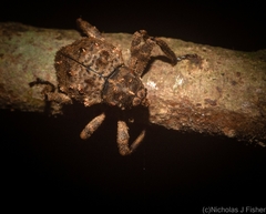 Paleticus cordipennis