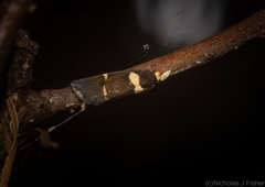 Thallarcha phalarota