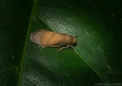 Lambula obliquilinea