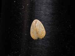 Heliohemonia monosticta