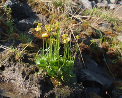 Ranunculus sulphureus