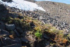Ranunculus sulphureus