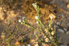 Phylica lasiocarpa