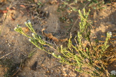 Phylica lasiocarpa