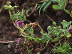 Sphaeranthus indicus