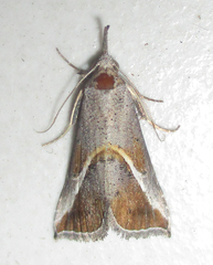 Rhynchina tinctalis