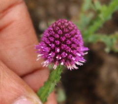 Sphaeranthus indicus