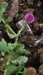 Sphaeranthus indicus