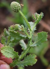 Sphaeranthus indicus