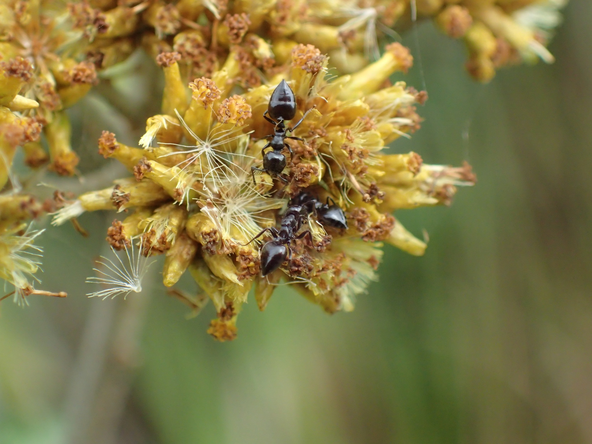 Crematogaster liengmei weitzeckeri