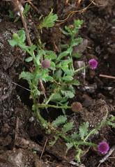 Sphaeranthus indicus