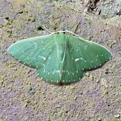 Prasinocyma iosticta