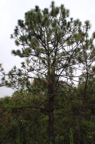Michoacan pine