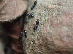 Crematogaster liengmei weitzeckeri