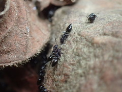 Crematogaster liengmei weitzeckeri