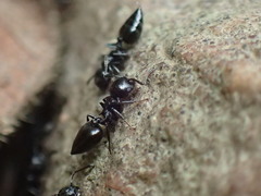 Crematogaster liengmei weitzeckeri