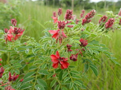Indigofera eriocarpa