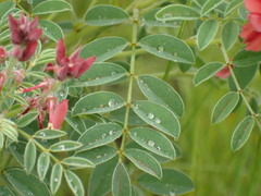 Indigofera eriocarpa