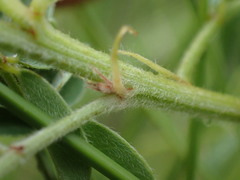 Indigofera eriocarpa