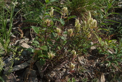 Castilleja pallida
