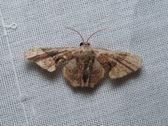 Monobolodes parvinigrata