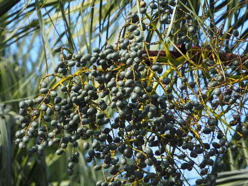 Livistona chinensis