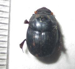 Onthophagus bicavifrons