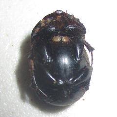 Onthophagus bicavifrons
