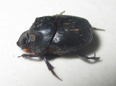 Onthophagus bicavifrons