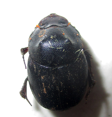Onthophagus bicavifrons