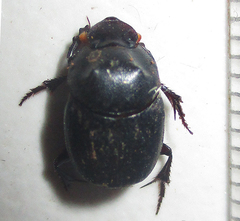 Onthophagus bicavifrons