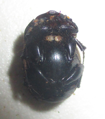 Onthophagus bicavifrons