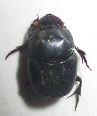 Onthophagus bicavifrons