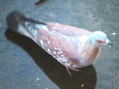 Columba guinea