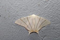 Ourapteryx marginata