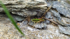 Epipodisma pedemontana