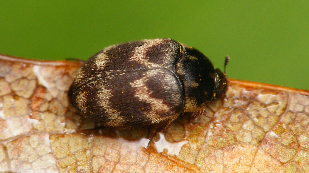 Attagenus wollastoni