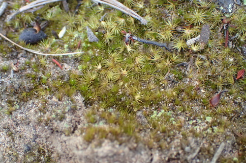 Image of Dwarf Swan-neck Moss by (c) Nicola van Berkel, some rights reserved (CC BY-SA)