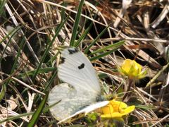 Anthocharis scolymus