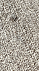 Paratrechina longicornis